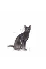 Royal_Canin_Sterilised37_Ksrlatrlm_Yetikin_Kedi_Ma (6)
